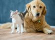 Right Flooring for Pet Owners