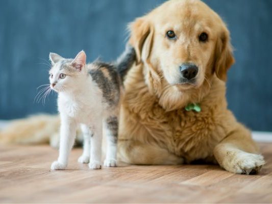 Right Flooring for Pet Owners Right Flooring for Pet Owners