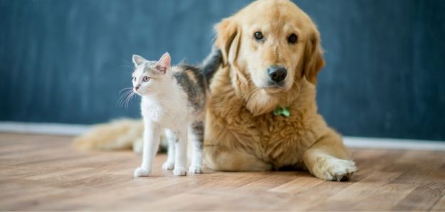 Right Flooring for Pet Owners Right Flooring for Pet Owners