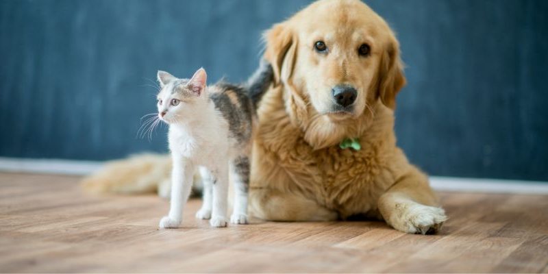 Right Flooring for Pet Owners Right Flooring for Pet Owners